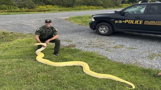 A 13-foot (and growing) python was seized from a New York home and sent to a zoo – MASHAHER