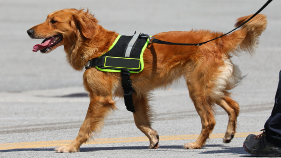 Australian Golden Retriever Police Dog Is Truly the Happiest Member of the Precinct – MASHAHER