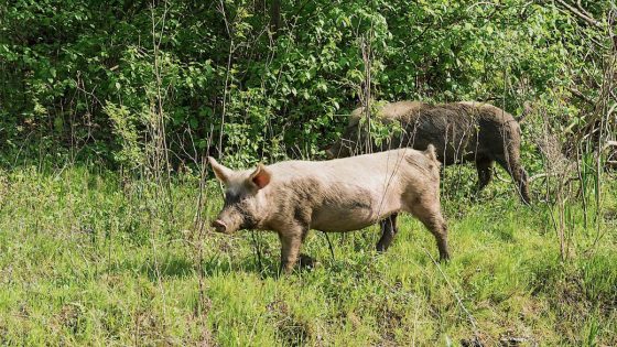 City officials stunned after feral hogs wreak havoc on massive park — racking up nearly $150,000 in damage – MASHAHER