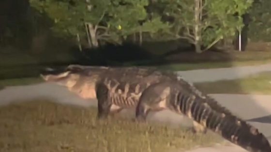 ‘King of the neighborhood:’ Watch as massive alligator crosses road in North Carolina town – MASHAHER