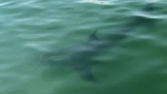 Popular North Shore beach closed after great white shark spotted near shore – MASHAHER