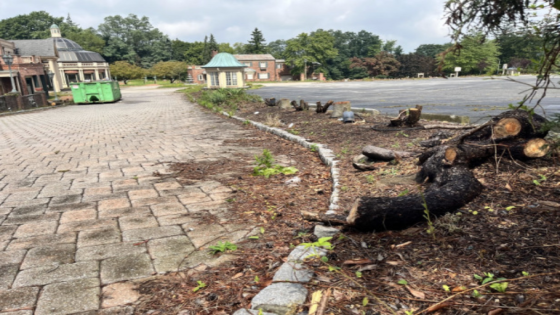 Hundreds of trees cut down at former site of The Manor in West Orange – MASHAHER