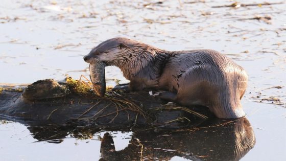 River otter pulls young child into WA water, attacks family at marina – MASHAHER