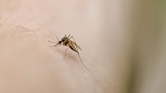 New York confirms its first case of EEE since 2015. Here’s what to know about the mosquito-borne virus. – MASHAHER