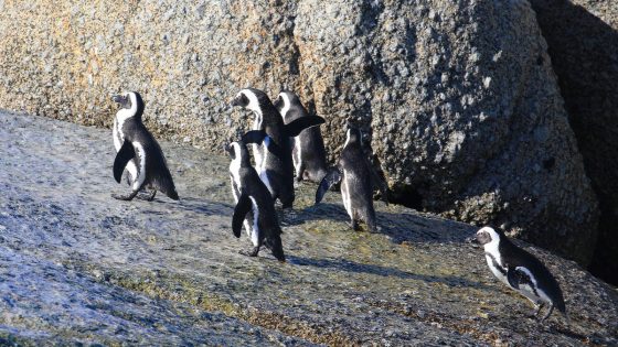 Maryland Zoo penguin who helped rebuild the species’ population has died leaving 230 descendants – MASHAHER