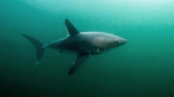 It’s a shark eat shark world. Researchers find evidence that large sharks may be hunting each other. – MASHAHER