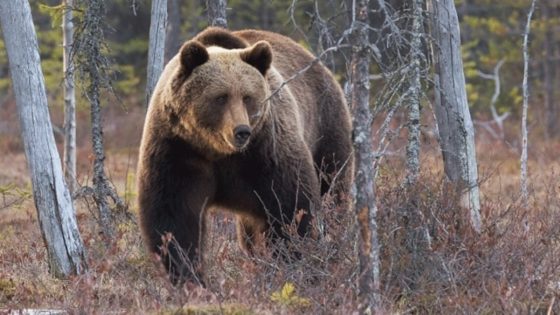 Archery hunter survives surprise grizzly bear attack – MASHAHER