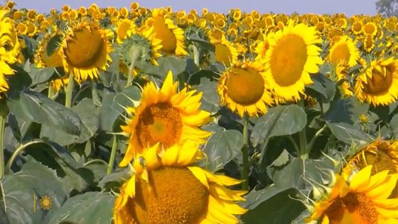 Nature: Sunflowers in South Dakota – MASHAHER