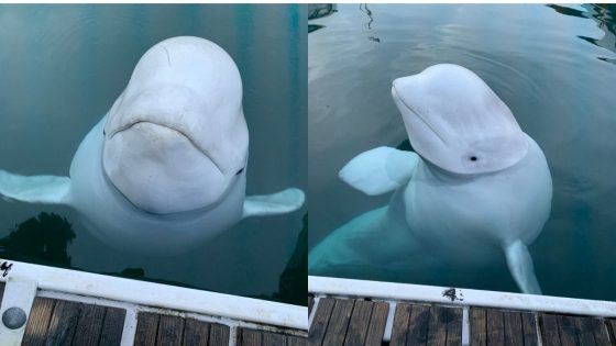 “Russian Spy” Beluga Whale Had Multiple Bullet Wounds: Animal Rights Group – MASHAHER