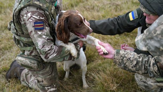 Ukrainian soldier says dogs have saved ‘hundreds’ in war with Russia and praises British Army training | UK News – MASHAHER