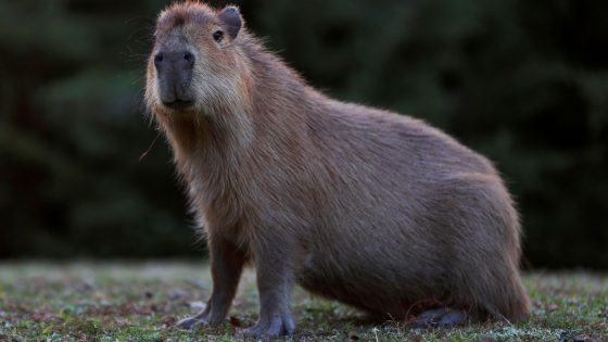 Zoo calls on public for help locating escaped capybara | UK News – MASHAHER