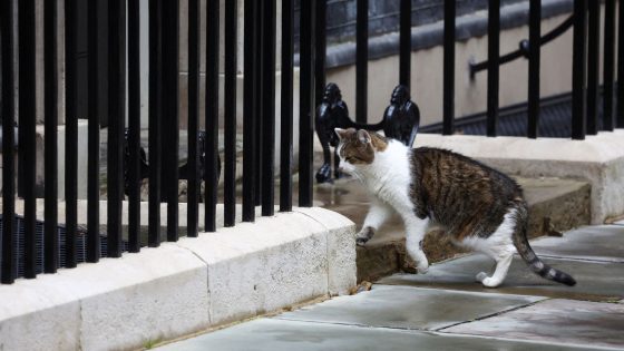 New kitten to join Starmer family in Downing Street, PM says | Politics News – MASHAHER