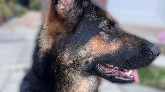 Police dog retires after being injured in Southport disorder | UK News – MASHAHER