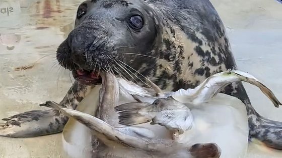 ‘Stubborn’ seal who doesn’t like to work for her food celebrates milestone birthday | UK News – MASHAHER