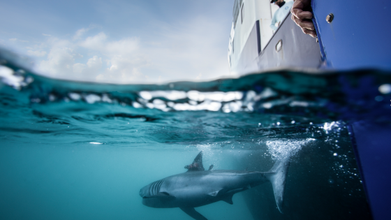 ‘The shark heard around the world’: The hunt begins for great whites in Irish waters | World News – MASHAHER