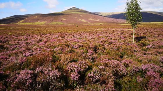 Public urged to help buy England’s highest nature reserve Skiddaw Forest | UK News – MASHAHER