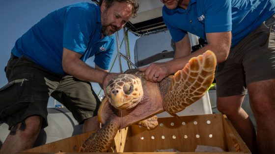 ‘Weak’ turtles washed up on UK shores released back into the sea | UK News – MASHAHER