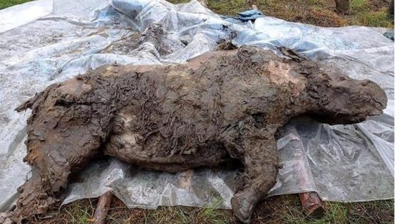 32,000-year-old mummified woolly rhino half-eaten by predators unearthed in Siberia – MASHAHER