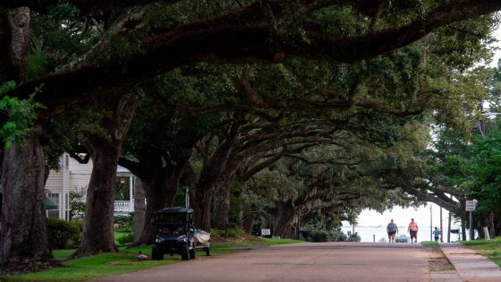 A South MS city wants to plant more trees, saying they have much more to offer than beauty – MASHAHER