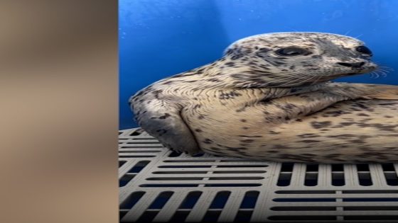 WATCH: Meet Biscuits, the adorable sea pup making everyone's day – MASHAHER