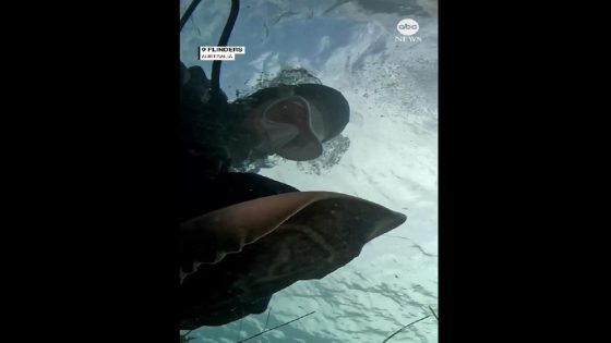 WATCH: Off the hook: Diver frees ray from fishing line – MASHAHER