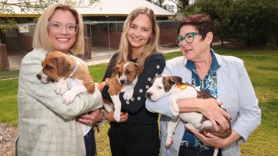 Dogs’ Refuge Home: Shenton Park shelter to receive major upgrade after $2m Lotterywest grant – MASHAHER