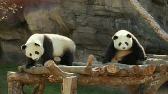 Zoo Atlanta saying farewell to giant panda family after 25 years with ‘Panda-Palooza’ Saturday – MASHAHER