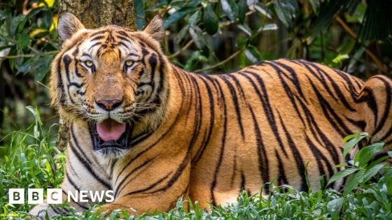 Vietnam bird flu outbreak at zoos leaves dozens of tigers dead – MASHAHER