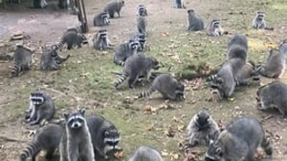 Over 100 raccoons swarm Poulsbo woman’s home demanding food – MASHAHER