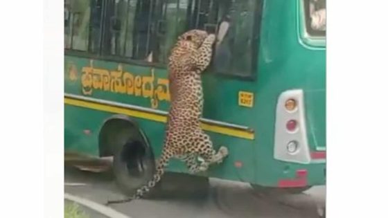 Leopard Tries To Enter Safari Bus After Leaping Through Window – MASHAHER