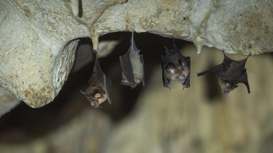 Researchers make troubling connection between declining bat populations and child deaths — here’s what you need to know – MASHAHER