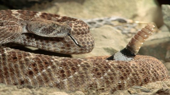 Biologists investigate where cluster of Kansas western diamondback rattlesnakes are coming from – MASHAHER