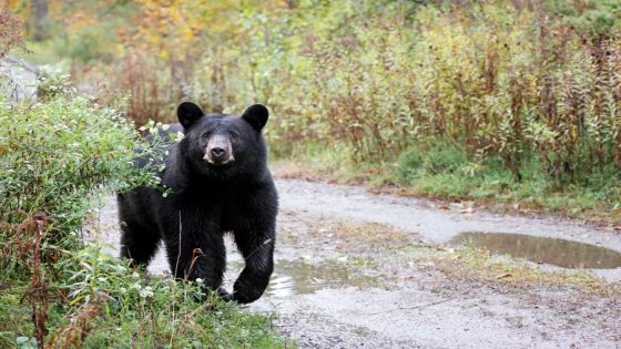 Bear with 3 cubs attacks man after breaking into Colorado home – MASHAHER