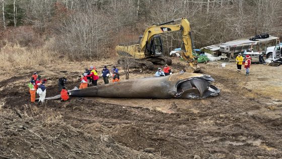 Rare whale died of chronic entanglement in Maine fishing gear – MASHAHER