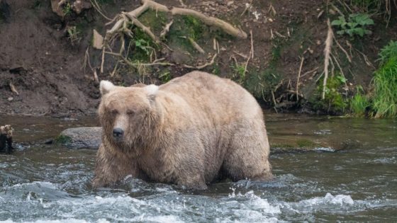 A deadly attack shakes up the bracket reveal for 2024’s Fat Bear Week contest – MASHAHER