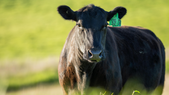 Gigantic Cow in Oregon Is Legit Taller Than Most NBA Players – MASHAHER