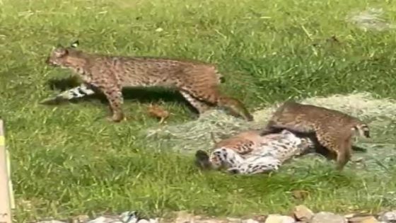 Bobcats caught on video playing in West Des Moines. What to know about bobcats in Iowa – MASHAHER