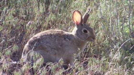 Highly contagious, deadly rabbit disease confirmed in San Juan County – MASHAHER