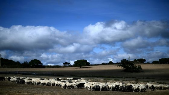 Sardinia’s sheep farmers battle bluetongue as climate warms – MASHAHER