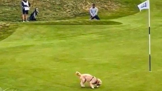 Watch: Dog steals Gareth Bale’s golf ball after near-perfect chip – MASHAHER