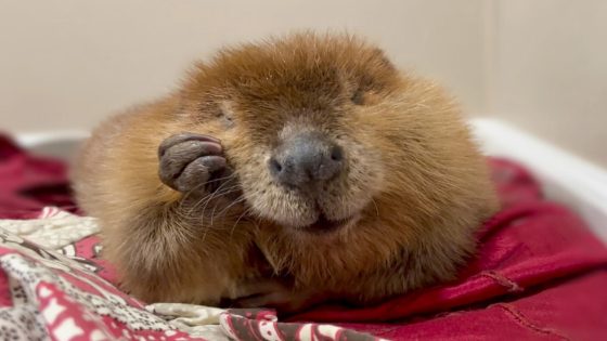 Nibi the ‘diva’ beaver to stay at rescue center, Massachusetts governor decides – MASHAHER