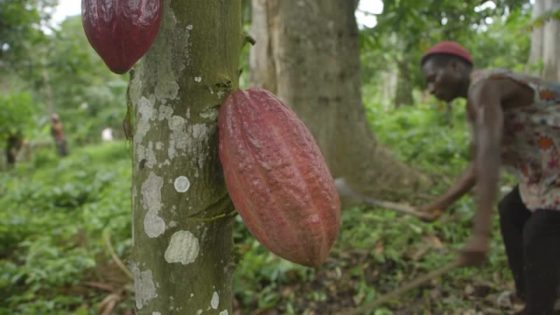 Cameroon farmers turn to vigilantes and amulets to stop cocoa theft – MASHAHER