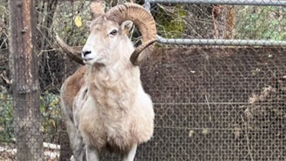 81-year-old man sentenced to prison for cloning giant “Montana Mountain King” sheep for captive trophy hunting – MASHAHER