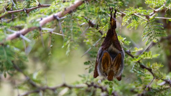 Child dies of rabies in Canada after waking up to bat in room | World News – MASHAHER