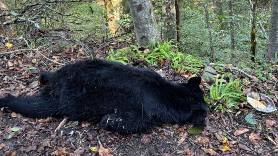 Black bear hit and killed while trying to eat pancakes in Tennessee | US News – MASHAHER