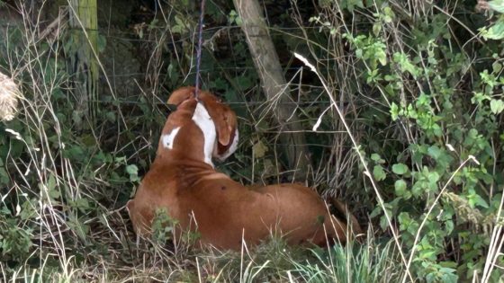 Decapitated, floating in a cage and ‘left for dead’: XL bully cruelty reports surge since ban | UK News – MASHAHER