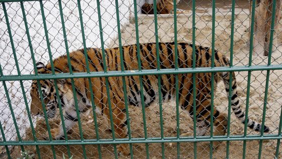 Bird flu kills 47 tigers, 3 lions and a panther in Vietnam zoos, state media reports – MASHAHER