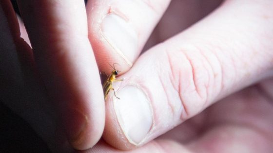 Bethany Beach firefly could be first lightning bug added to federal endangered species list – MASHAHER