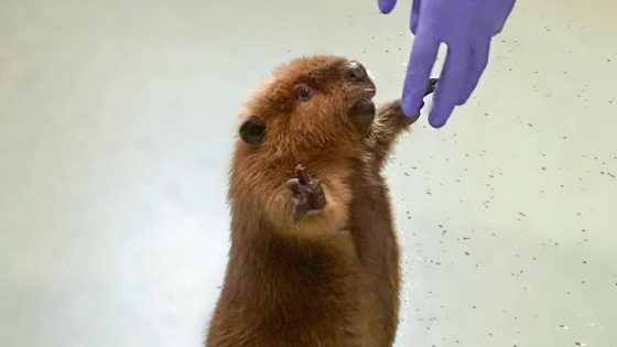 Nibi the ‘diva’ beaver to stay at rescue center, Massachusetts governor decides – MASHAHER