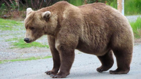 Online voting in Alaska’s Fat Bear Week contest starts after an attack killed 1 contestant – MASHAHER